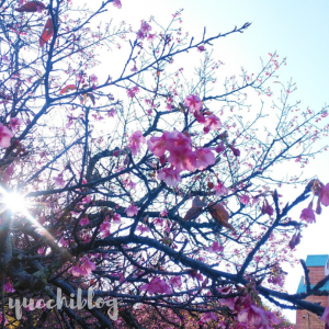 野間馬ハイランドで咲いた河津桜